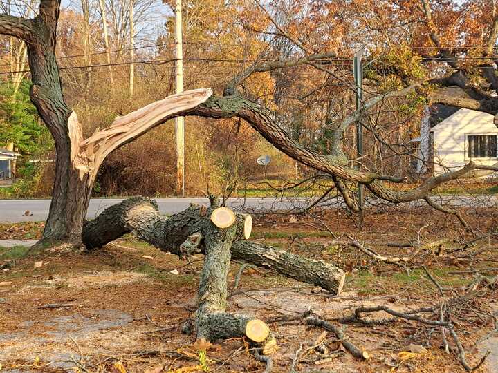 Storm-fallen tree with broken limbs and cut sections in a residential yard
