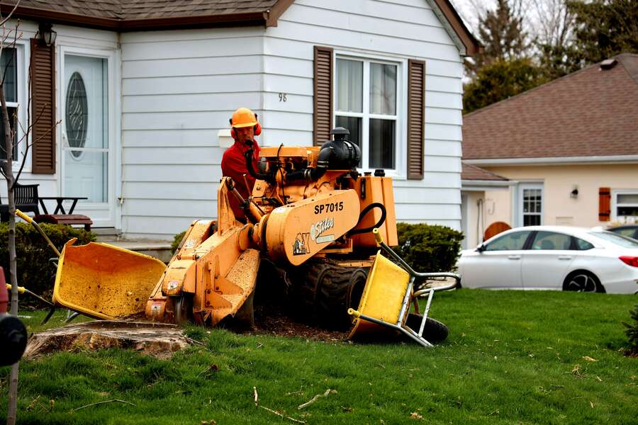 Stump grinder operator in PPE grinding a tree stump in a residential front yard